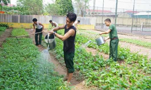 Cán bộ, nhân viên Ban CHQS thành phố Phủ Lý chăm sóc rau xanh tại khu TGSX tập trung của đơn vị