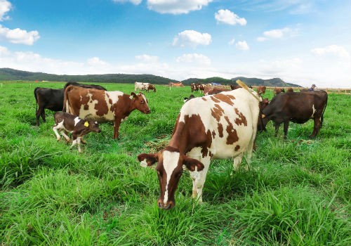 Trang trại bò sữa Organic chuẩn Châu Âu đầu tiên tại Việt Nam của Vinamilk sắp khánh thành, đàn bò organic nuôi tại đây được Vinamilk nhập từ Úc là những giống bò tự nhiên, khỏe mạnh và có sức miễn dịch tốt để thích nghi với khí hậu tại đây