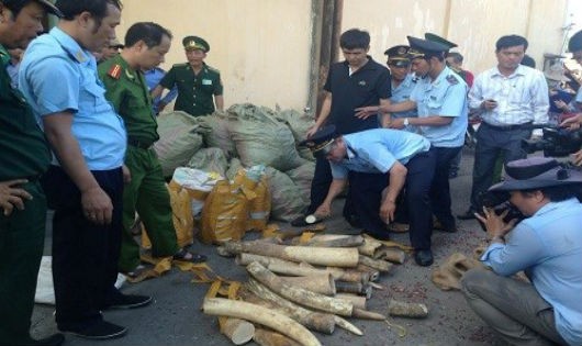 Lực lượng chức năng bắt giữ một vụ buôn lậu ngà voi