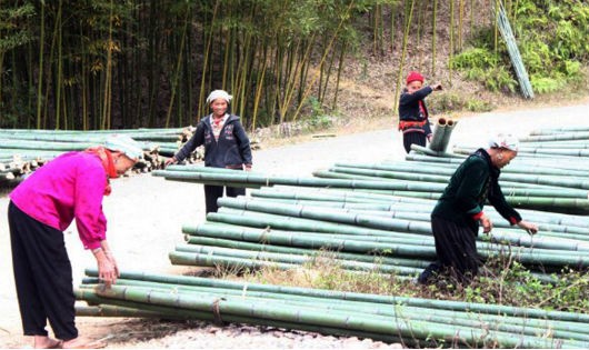 Đây là mùa thu hoạch trúc sào của người dân huyện Nguyên Bình