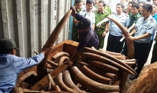 Một vụ buôn lậu ngà voi bị Hải quan phát hiện, bắt giữ