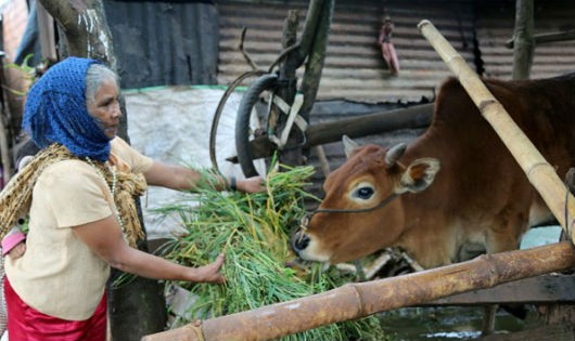 Chị Ka Sel ở xã Đạ Ròn, huyện Đơn Dương sử dụng vốn vay vào nuôi bò