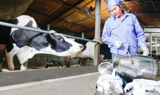 Nông dân nuôi bò sữa ở huyện Ba Vì