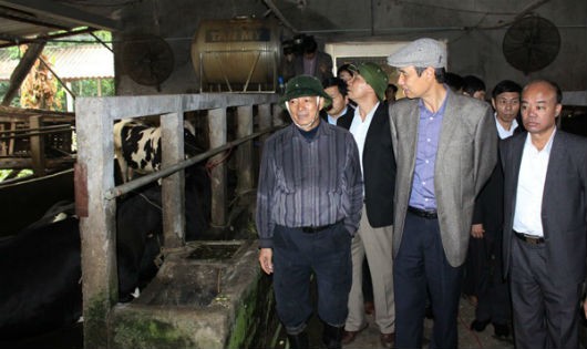 Phó Bí thư Thành ủy TP.Hà Nội Đào Đức Toàn thăm trang trại bò sữa ở Ba Vì