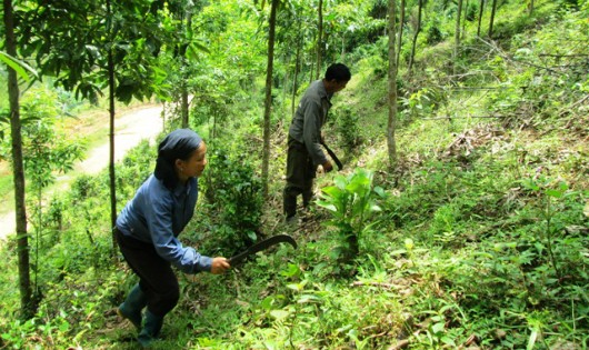 Nhiều ý kiến đề nghị cần mạnh dạn giao rừng cho dân
