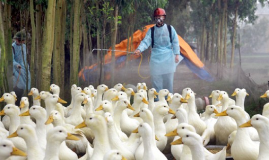 Vi rút cúm gia cầm A/H7N9 được cảnh báo có nguy cơ rất cao lan từ Trung Quốc vào Việt Nam. (Ảnh minh họa)