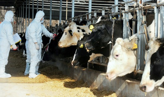 Nhân viên y tế tiêm vaccine phòng bệnh lở mồm long móng cho gia súc trong một trang trại ở Hàn Quốc. Ảnh: CNN
