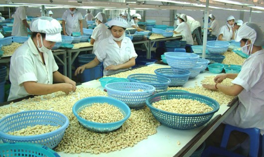 Điều là một trong những mặt hàng nông sản xuất khẩu chủ lực của Việt Nam nhưng lại đang thiếu nguyên liệu
