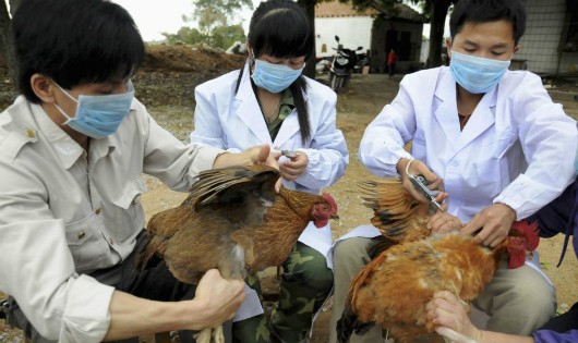 Cúm A/H7N9 tiếp tục được cảnh báo có nguy cơ rất cao vào Việt Nam. Ảnh minh họa