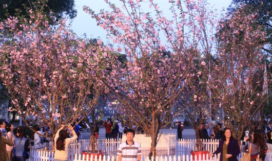 12.000 cành và hơn 300 cây hoa anh đào đã về tới Hà Nội để phục vụ du khách thưởng ngoạn trong lễ hội hoa anh đào