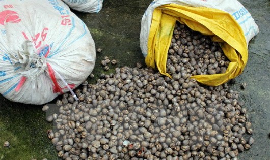 Gần 1 tấn sò bị thu giữ. (Ảnh: Nguyễn Hoàng/TTXVN)