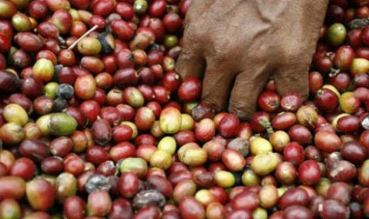 Ấn Độ chính thức bỏ lệnh cấm nhập khẩu 6 mặt hàng nông sản của Việt Nam
