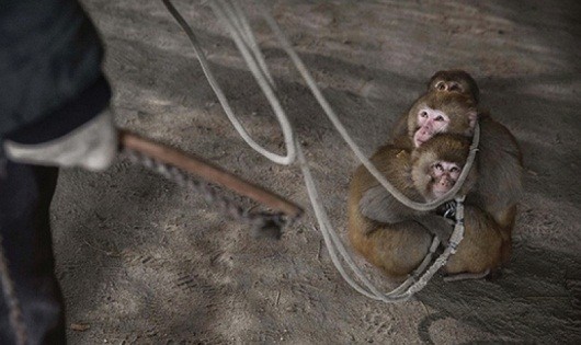 Ánh mắt và nỗi sợ ám ảnh của những con khỉ khi bị huấn luyện bằng đòn roi