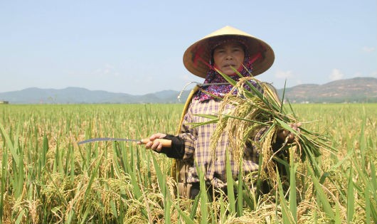 Nông dân Hà Tĩnh buồn bã nhìn cảnh lúa bị đạo ôn