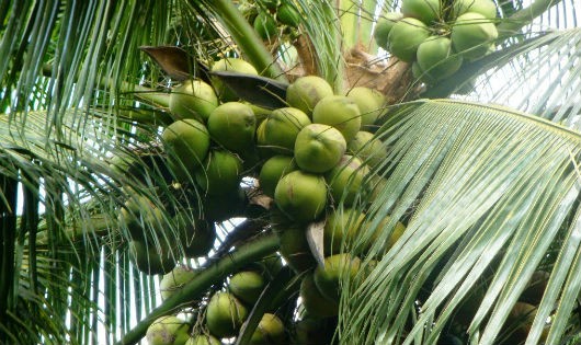 Dừa là mặt hàng nông sản mà các doanh nghiệp phía Nam muốn tiêu thụ ở 
miền Bắc