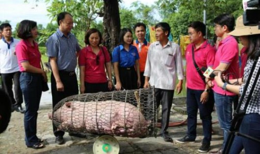 LienVietPostBank thu mua gần 9.000 kg lợn thịt. Ảnh: BNEWS/TTXVN
