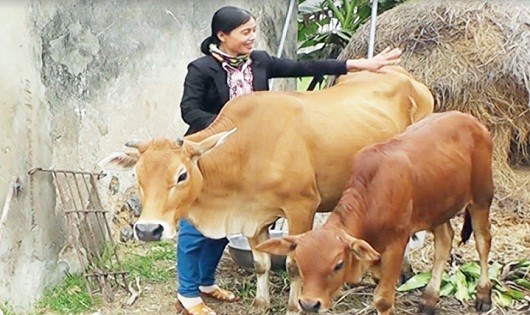Bà Trần Thị Hồng mua bò từ nguồn vốn hộ nghèo cũng đã sinh sản một lứa khác