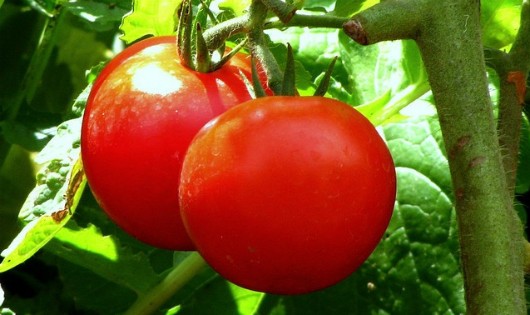 Lá cà chua có chứa một lượng nhỏ solanin và tomatin có thể gây rối loạn tiêu hóa nếu ăn quá nhiều một lúc. Ảnh: Gardeningknowhow