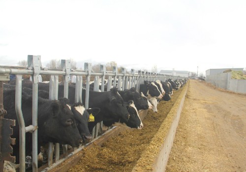 Vinamilk đón hơn 2.000 con bò sữa cao sản nhập từ Mỹ 