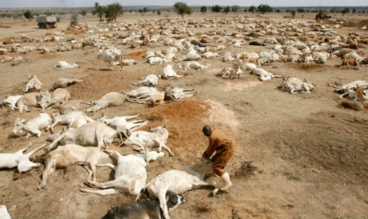 Tại Somalia, các hộ gia đình đã mất từ 40% đến 60% tổng đàn gia súc, gia cầm