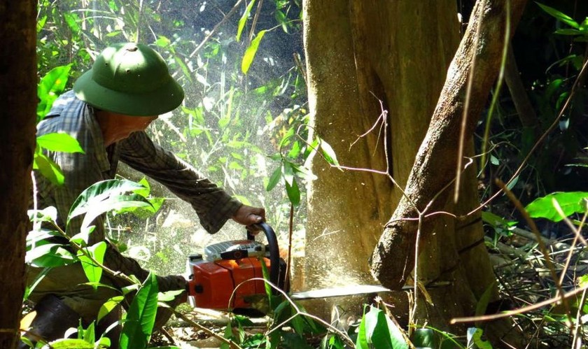 Những cây “củi” rừng tự nhiên bị triệt gốc tại Tiểu khu 310 (Sông Hinh, Phú Yên) để chuyển về xuôi…(Ảnh: Dân Việt)