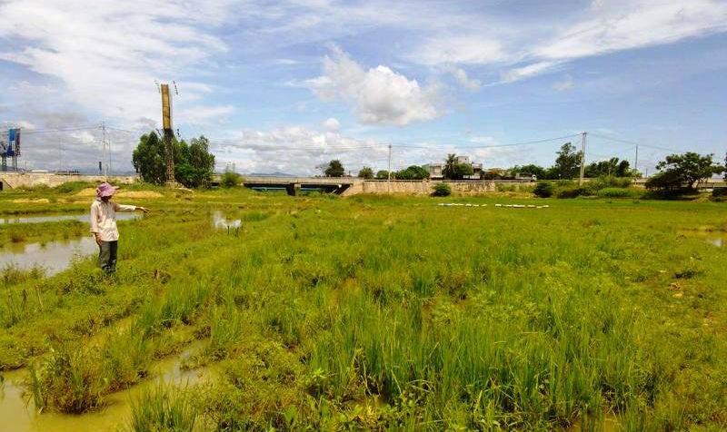 Nhiều diện tích đất sản xuất lúa tại cánh đồng đội 2 bị sa bồi, thủy phá, hiện trong tình trạng hoang hóa