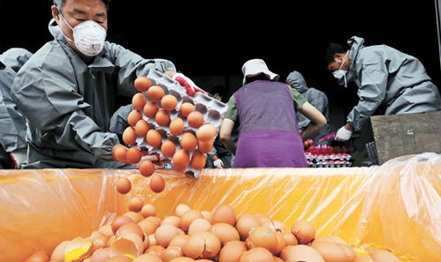 Hàn Quốc đã quyết định tiêu hủy tất cả số trứng bị nhiễm hóa chất độc hại fipronil