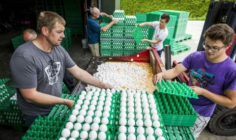 Thiệt hại do bê bối trứng nhiễm Fipronil đã lên tới ít nhất 150 triệu euro (tương đương 176 triệu USD) và có thể sẽ tiếp tục tăng cao