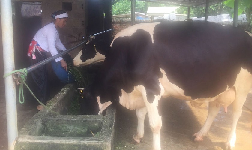 Đàn bò sữa của gia đình bà Bùi Thị Thoại được gây dựng từ lực đẩy vốn chính sách