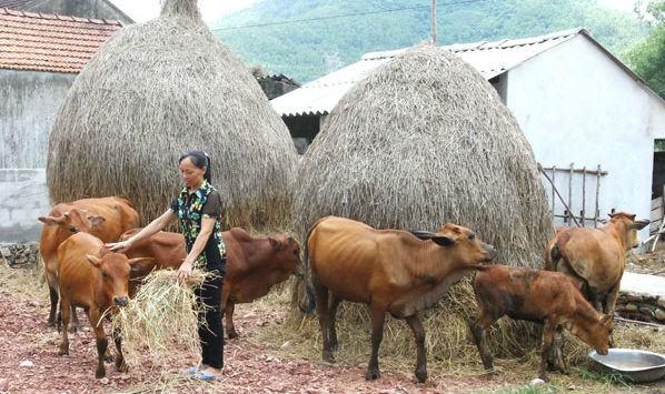 Chị Hoàng Thị Hường vay vốn chính sách mua bò về nuôi