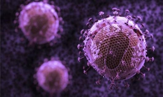 Bộ ba kháng thể mới có thể tiêu diệt 99% virus HIV ở khỉ. Ảnh: BBC