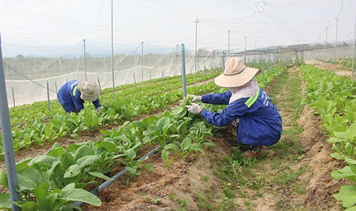 Trang trại Nông Viên Việt trồng rau trong nhà lưới theo mô hình nông nghiệp công nghệ cao