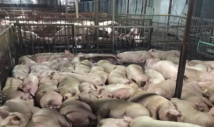 Hơn 5.000 con lợn bị tiêm thuốc an thần trước khi giết mổ bị cơ quan chức năng bắt quả tang