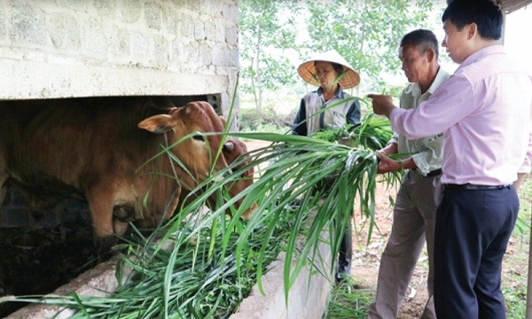 Gia đình chị Dương Thị Liên đã thoát nghèo nhờ vốn vay ưu đãi để phát triển chăn nuôi