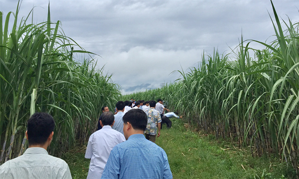 Mía đường là một trong 2 ngành được đưa vào làm điểm mô hình liên kết sản xuất giữa hộ nông dân và doanh nghiệp