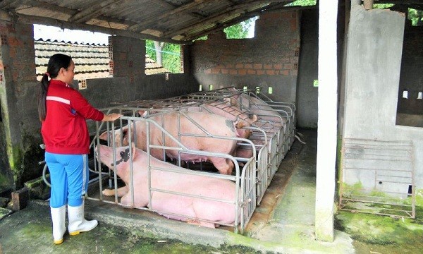 Gia đình bà Oanh xây chuồng trại nuôi heo tại đội 3, thôn Bình Lâm đợt lũ cuối năm 2016, gia đình bà có 40 con heo con bị chết