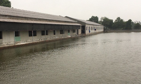 Khu trang trại gà, ao cá của ông Xá rộng ra giữa kênh Đình Đào