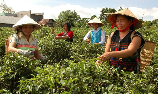 Vốn chính sách đã giúp nhiều hộ gia đình ở Bảo Lâm thoát nghèo bền vững