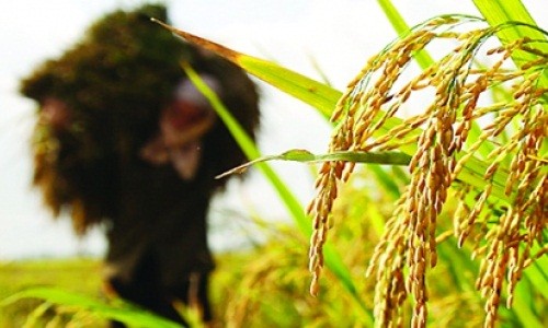 Bảo hiểm nông nghiệp: Sẽ thực hiện theo cơ chế tự nguyện