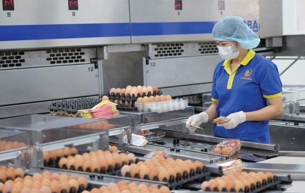 Công nhân Công ty TNHH Ba Huân Hà Nội kiểm tra đánh giá chất lượng trứng