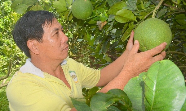 Qua hơn 3 năm canh tác, năng suất, sản lượng trái bưởi của vườn anh Tăng Tấn Hưng ngày càng gia tăng