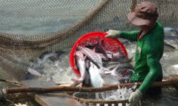 Ở thị trường Italia từng xuất hiện thông tin không chính xác về việc cá tra bị độc do các sông ở Việt Nam nhiễm dioxin