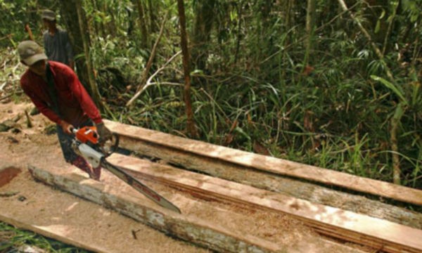 Đốn gỗ lậu trong một khu rừng ở phía nam Sampit, Indonesia