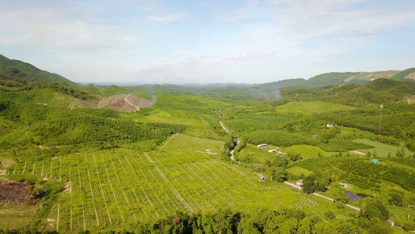 Một góc trang trại thảo dược của TH ở Yên Thành