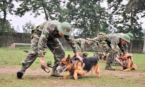 Chó bắt đầu được huấn luyện khi 1-2 tuổi