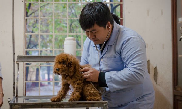 Bác sĩ Chung đang khám bệnh cho một chú chó