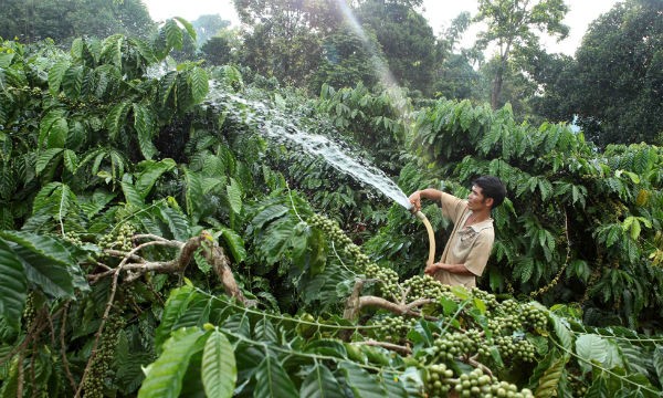 Gia đình anh H’Nich, dân tộc Ba Na ở Làng K’Tăng, xã K’Dang, huyện Đắk Đoa, tỉnh Gia Lai vay vốn hộ mới thoát nghèo đầu tư trồng cà phê