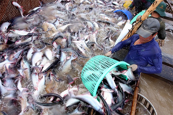 Với mức đánh thuế quá cao mà DOC công bố, cá tra Việt Nam sẽ hết đường vào Mỹ?