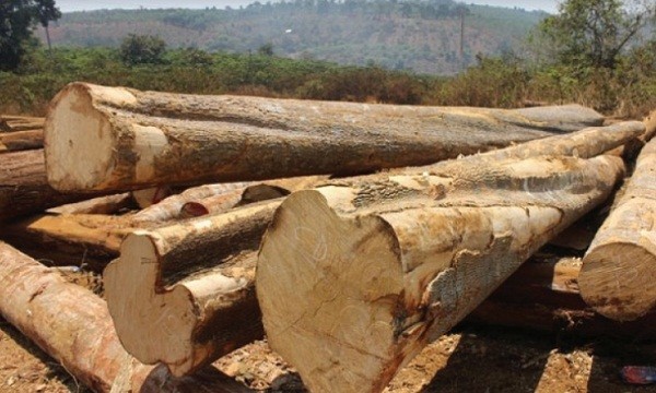 Quy định quản lý gỗ theo chuỗi có đẩy lùi được nạn phá rừng, buôn lậu gỗ hiện nay? Ảnh minh họa