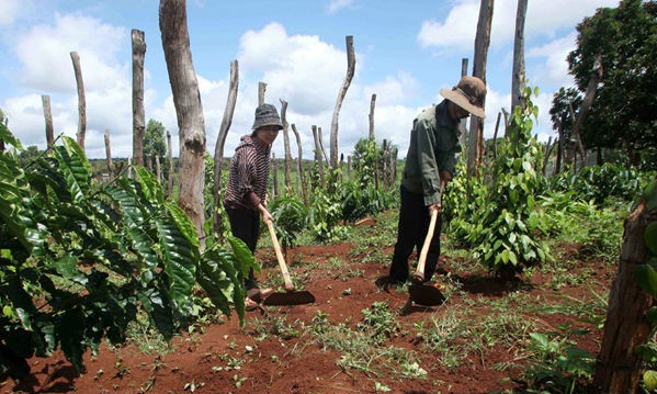 Nhờ vốn vay ưu đãi mà gia đình chị Siêu Mi ở thôn Cư PêR, xã Ia Hla, huyện Chư Pưh, Gia Lai vay 30 triệu đồng đầu tư cải tạo 4.000 m2 đất để trồng cà phê. (Ảnh: Quốc Việt)